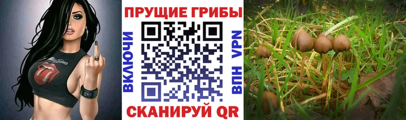 Галлюциногенные грибы Cubensis Купить закладки Северодвинск
